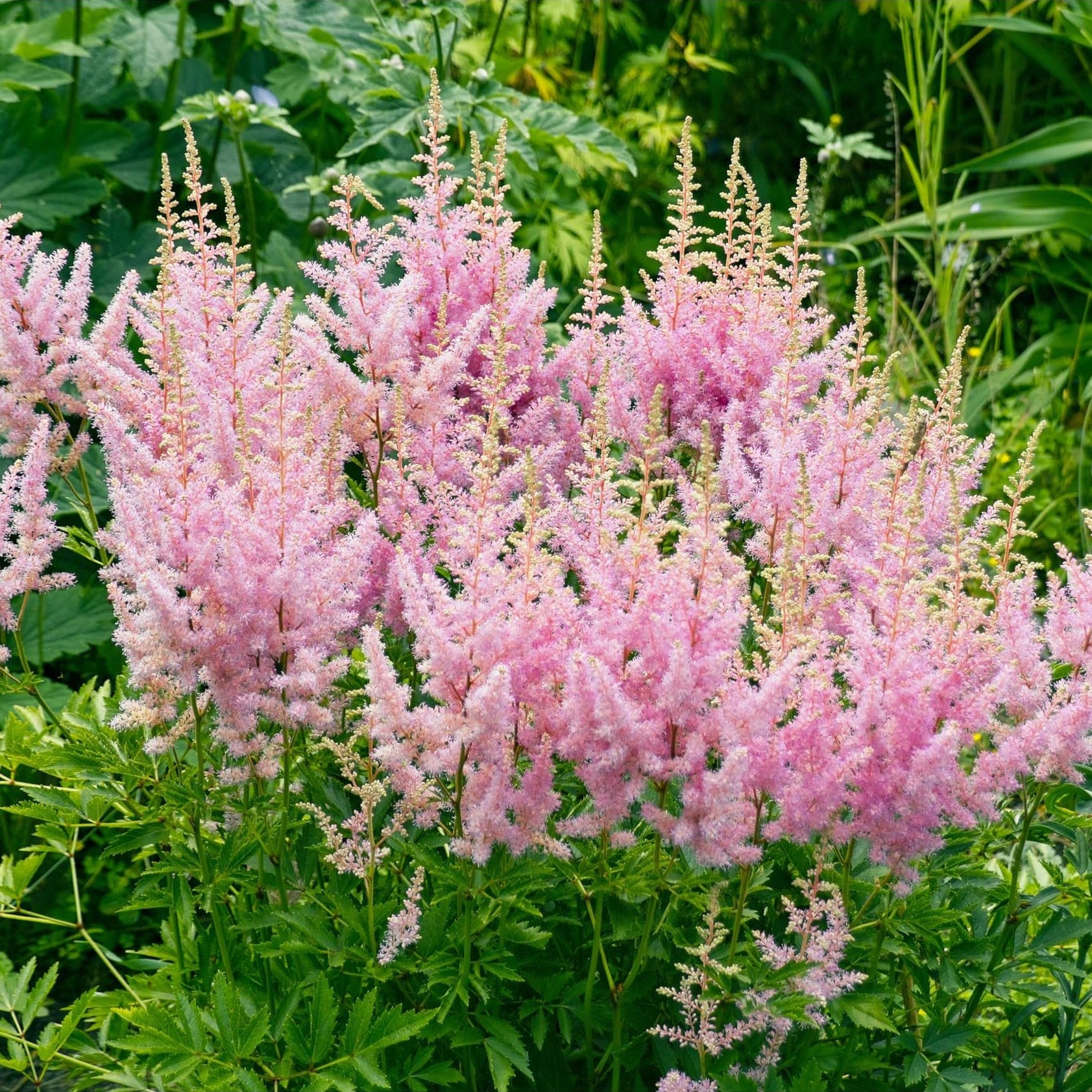 Shade Garden Astilbe Flowers