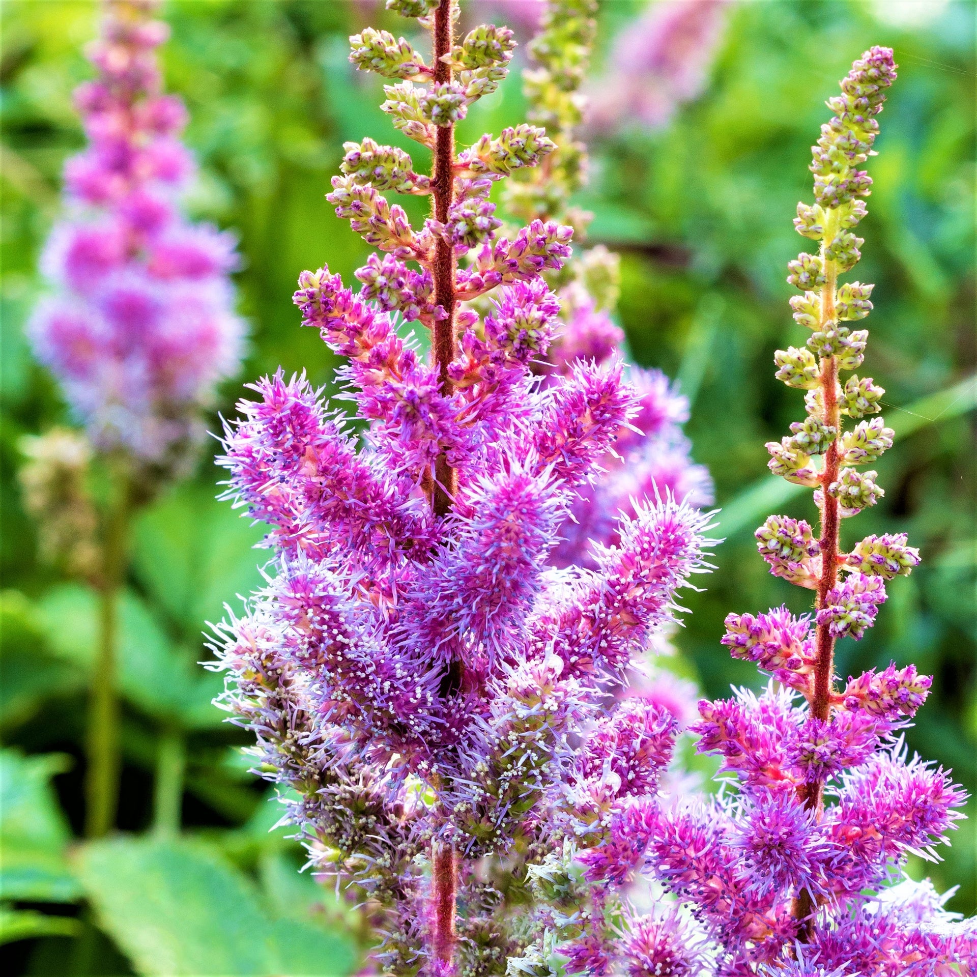 Shade-Loving Astilbe Purple
