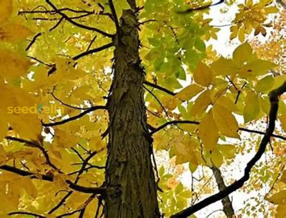 Shagbark Hickory Seeds for planting and growing your own hickory tree.