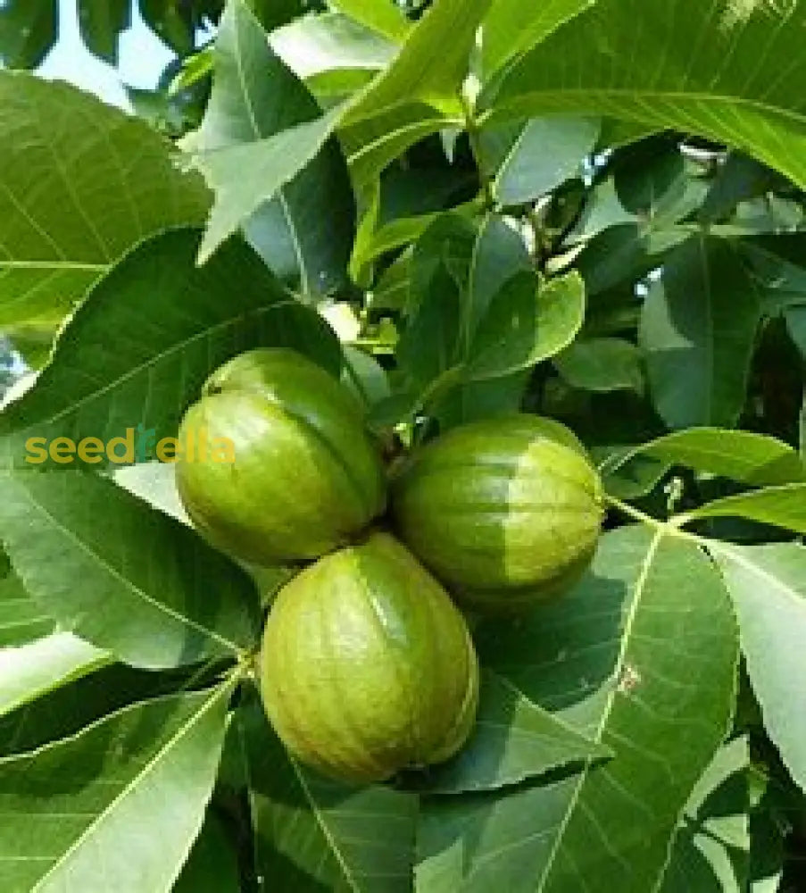 Plant Shagbark Hickory Seeds for a shade tree with edible nuts.