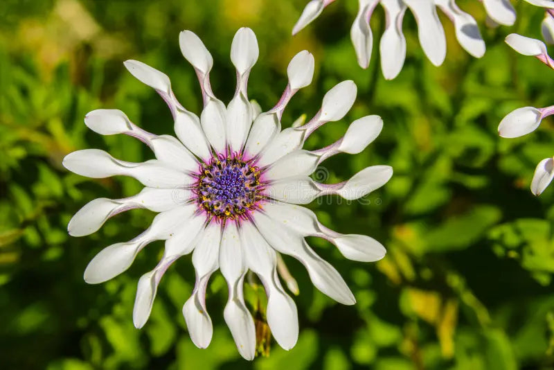 Shrubby Daisybush flowering seeds for gardens