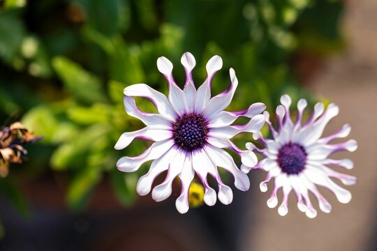 Non GMO Shrubby Daisybush seeds for gardening