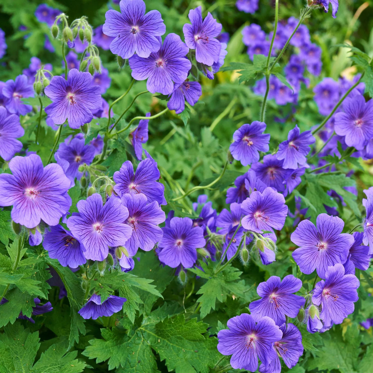 Deep Blue Geranium Flower seeds for Planting Sun Loving Heirloom & GMO Free Seeds for Home Garden 
 
 Sale seeds for home garden planting