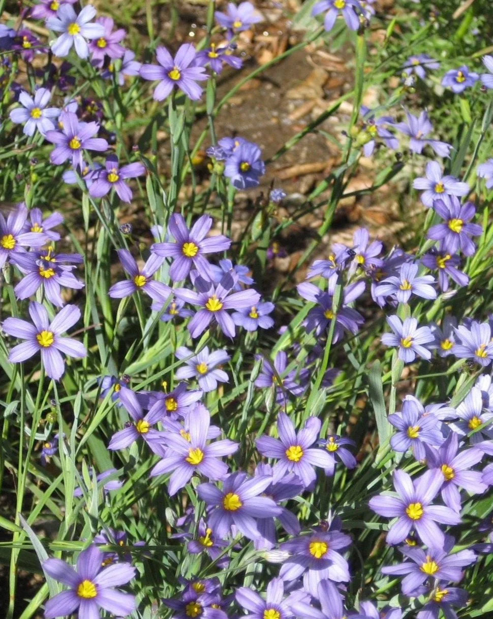 Sisyrinchium (Sisyrinchium Montanum) seeds for planting in home garden