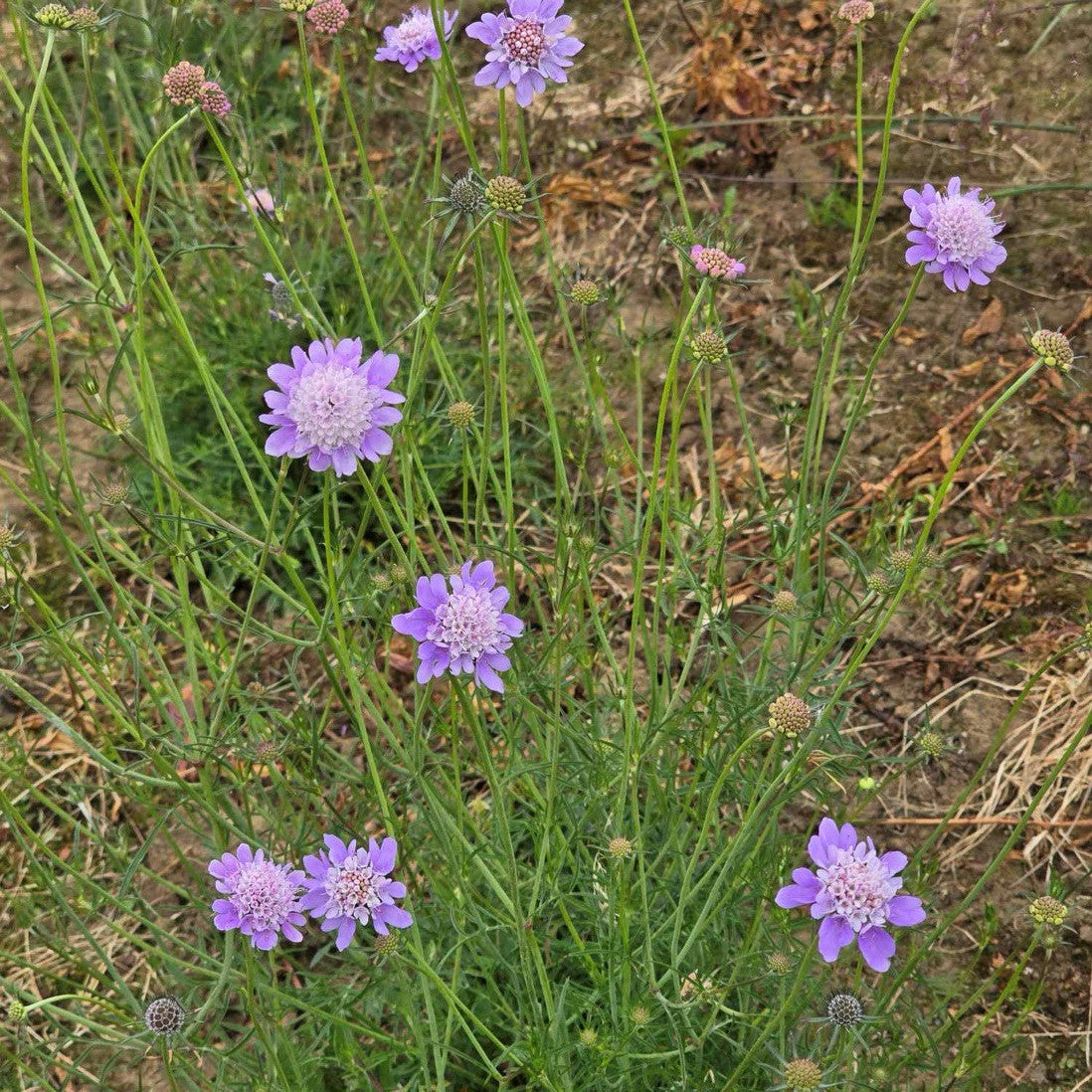 Scabious Flower seeds for Planting - Fragrant Blossoms, Heirloom & GMO Free Seeds for Home Garden
 
 Sale for planting in home garden