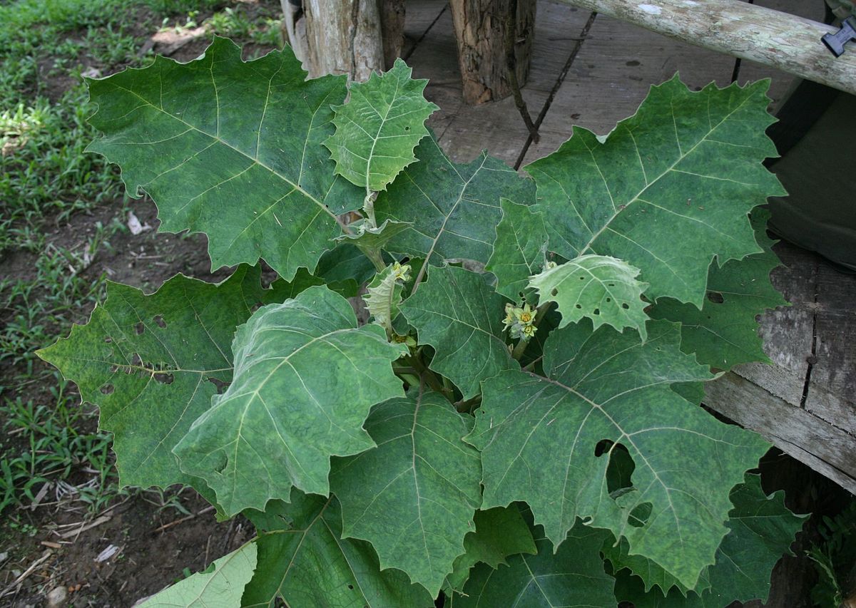 Solanum Sessiliflorum Planting Fruit Seeds Vegetable Seeds