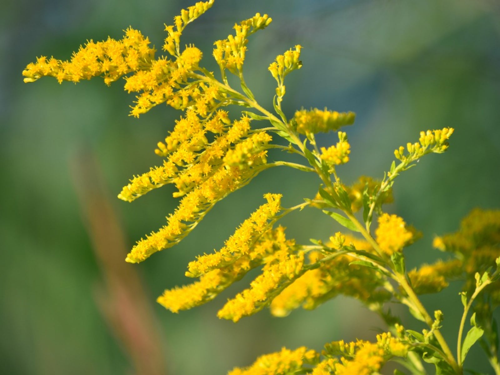 Non GMO Solidago planting seeds for gardeners