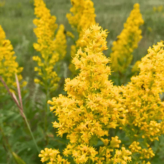 Solidago Golden Rod seeds for planting