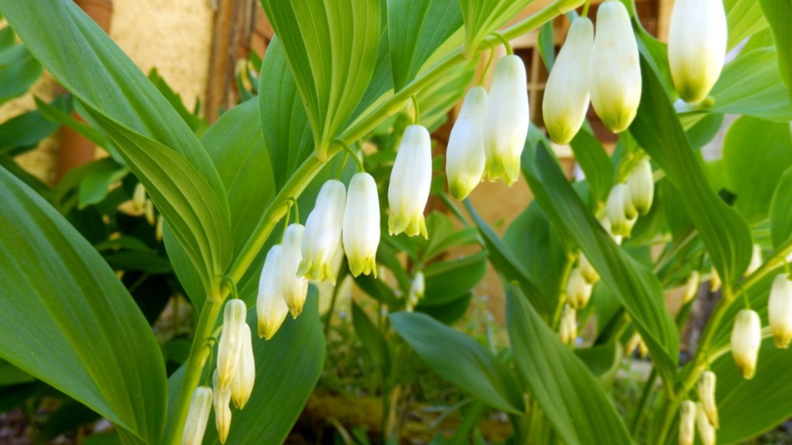 White Solomon’s Flowering seeds for shaded gardens