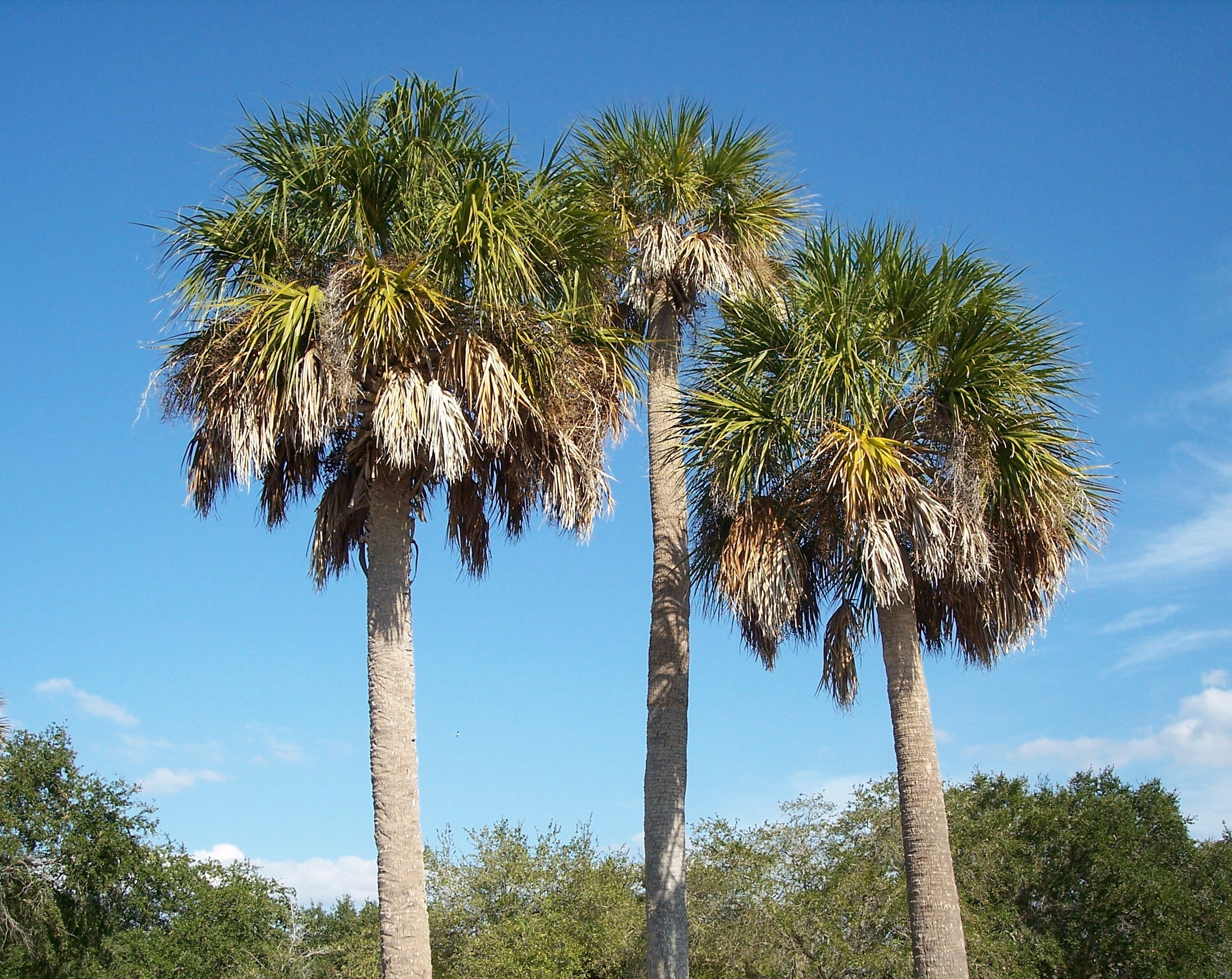 Sabal Palmetto Planting Tree Seeds For Coastal Gardens