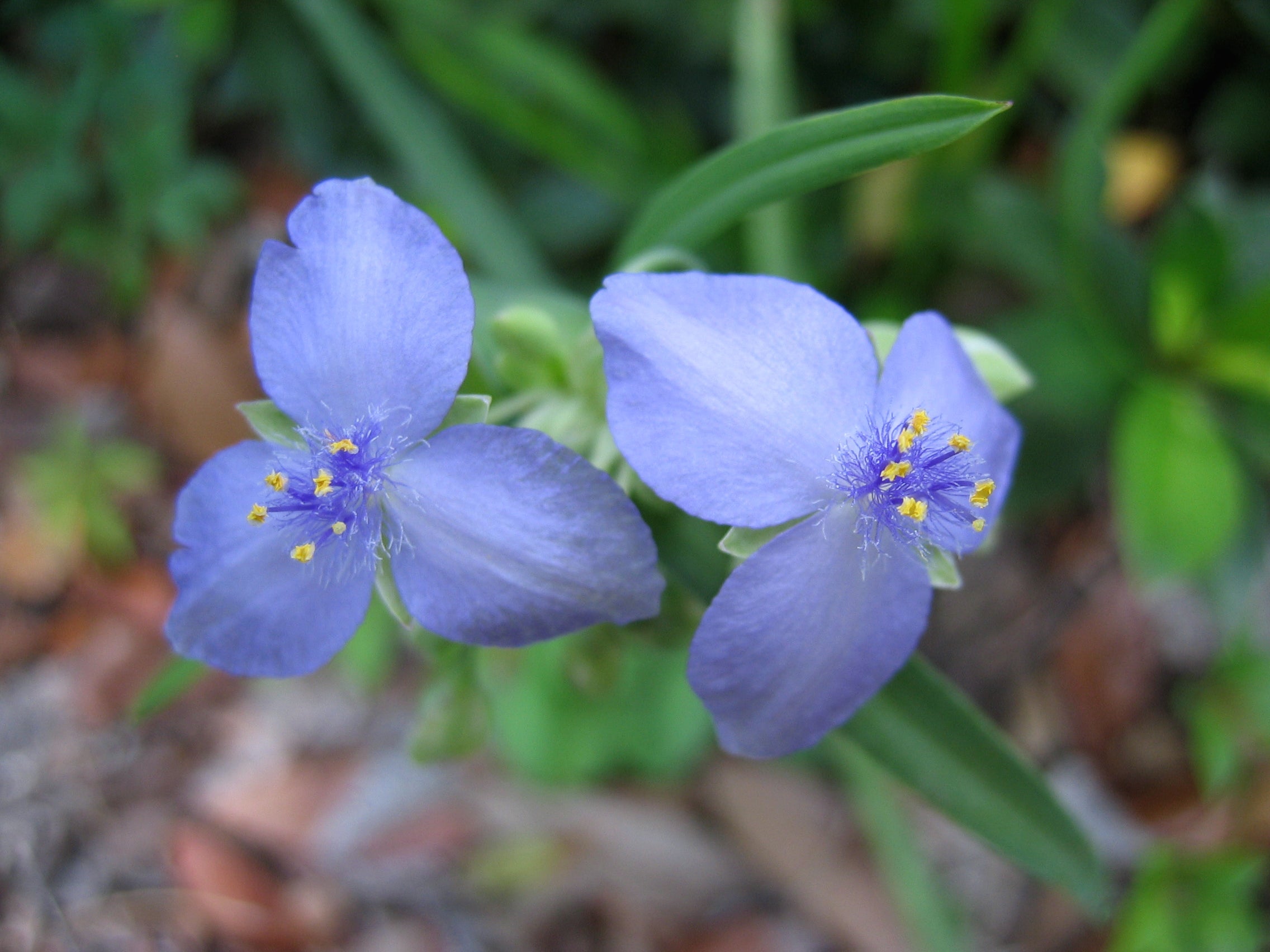 Hardy Tradescantia Spiderwort Seeds For Planting Flower