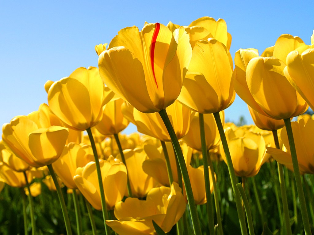 Bright Yellow Tulip Plants for Pots

