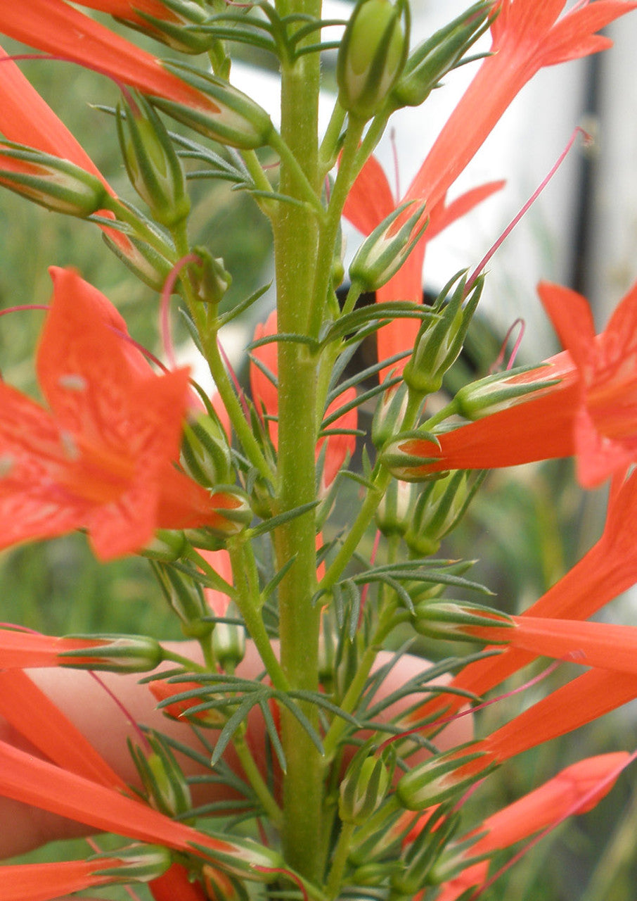 Standing Cypress Planting Flower Seeds