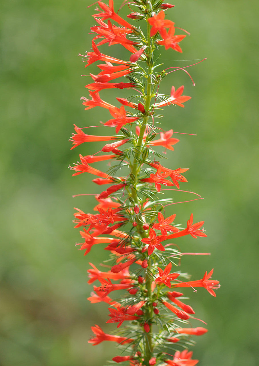 Standing Cypress Planting Flower Seeds