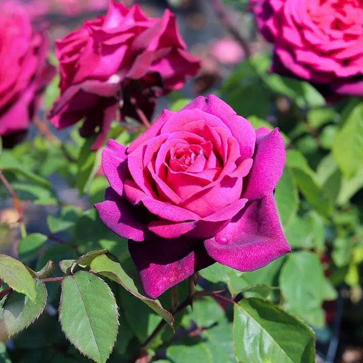Dark Pink Roses growing in a vibrant garden bed