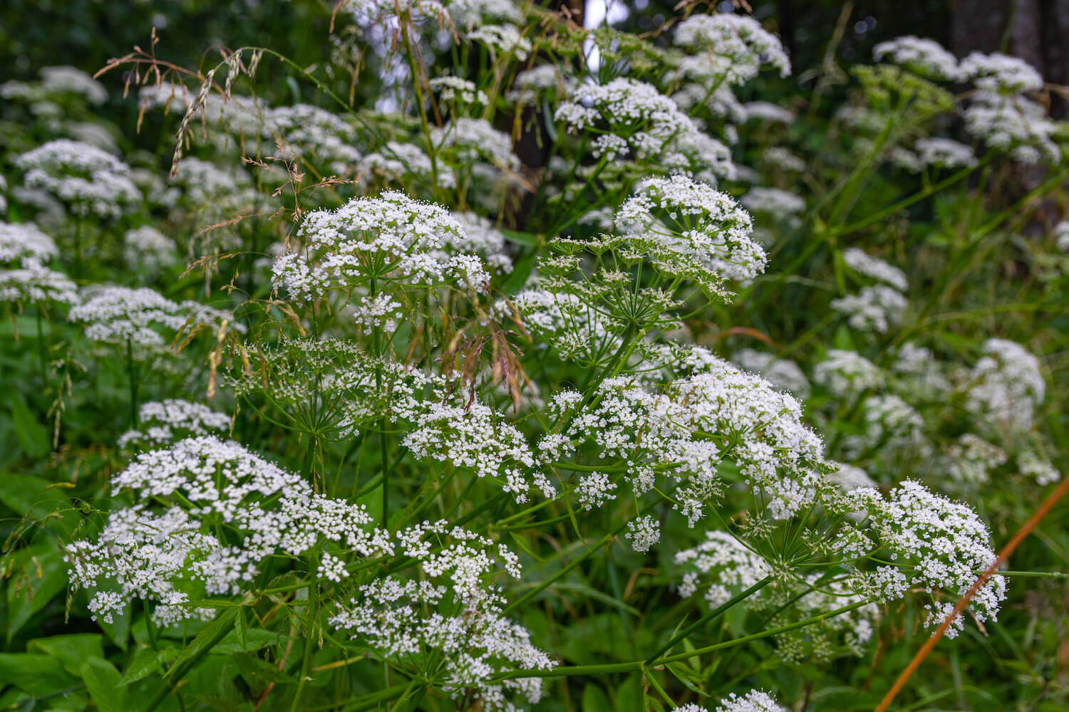 Star Anise flowers on evergreen tree