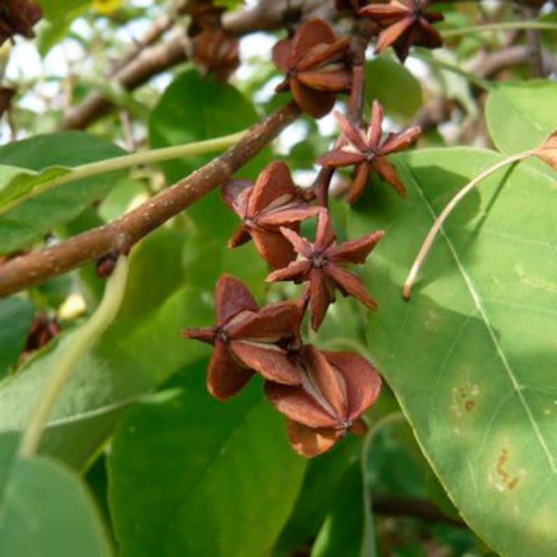 Ornamental Star Anise tree with glossy foliage