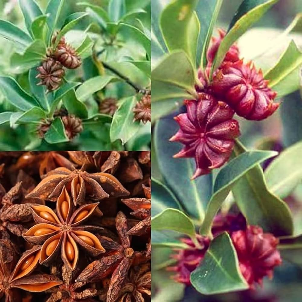 Star Anise seeds for planting