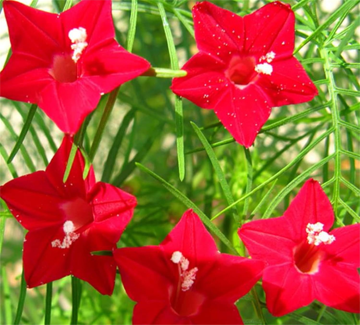 Mixed Star Creeper seeds for planting