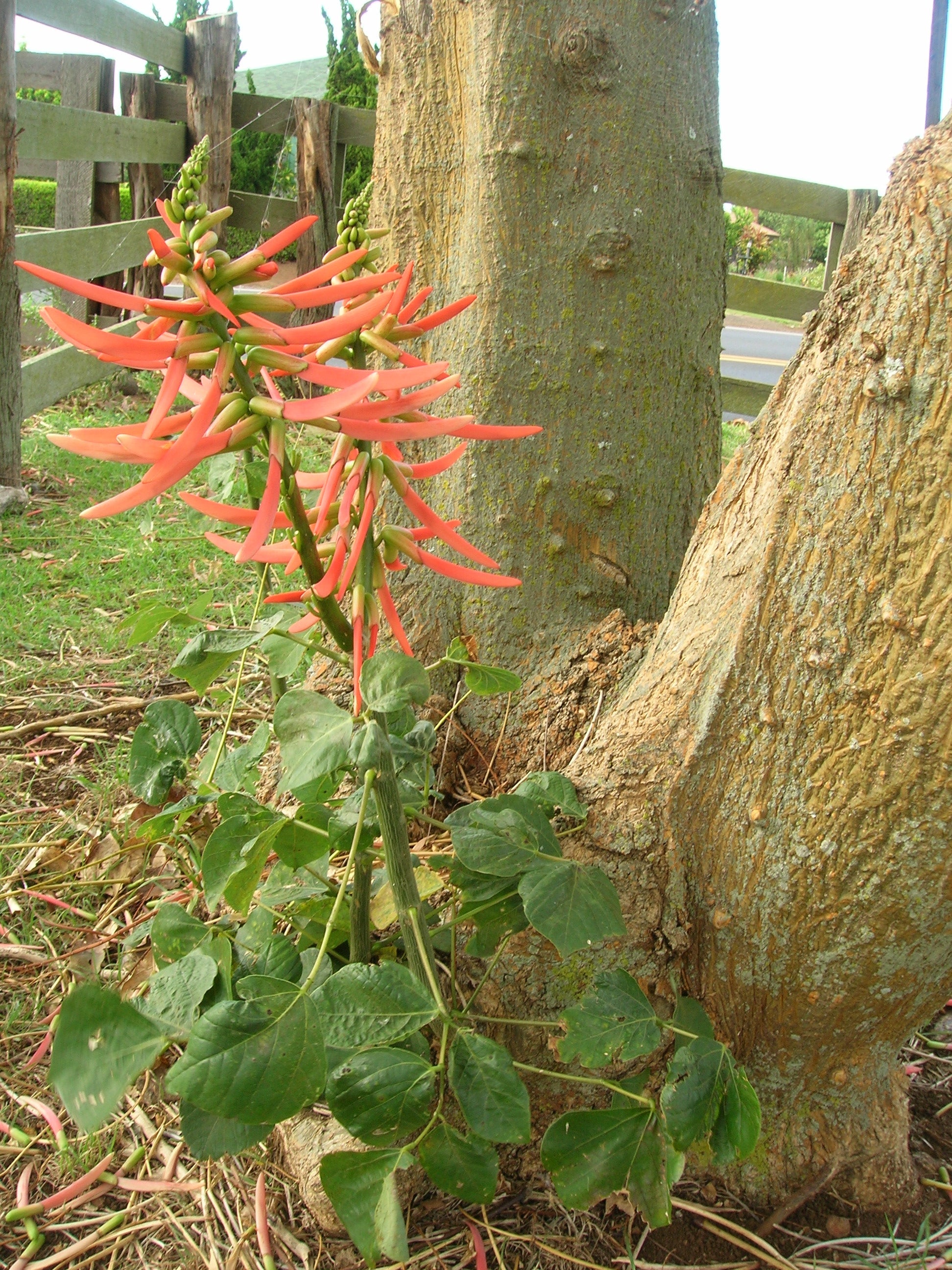 Erythrina Berteroana Seeds For Planting - Vibrant Mother Tree With Showy Flowers Flower