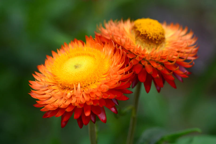 Non GMO Orange Double Strawflower seeds
