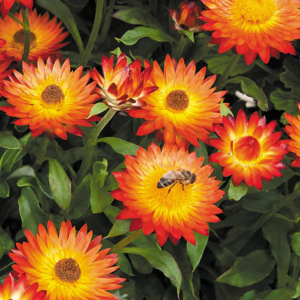 Orange Double Strawflower flowering seeds for gardens