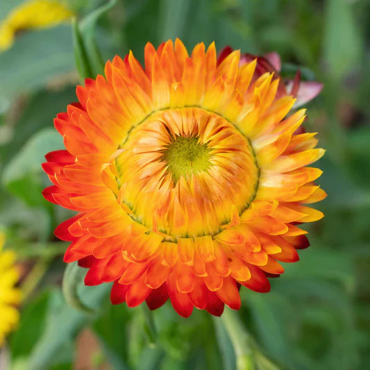 Orange Double Strawflower seeds for planting