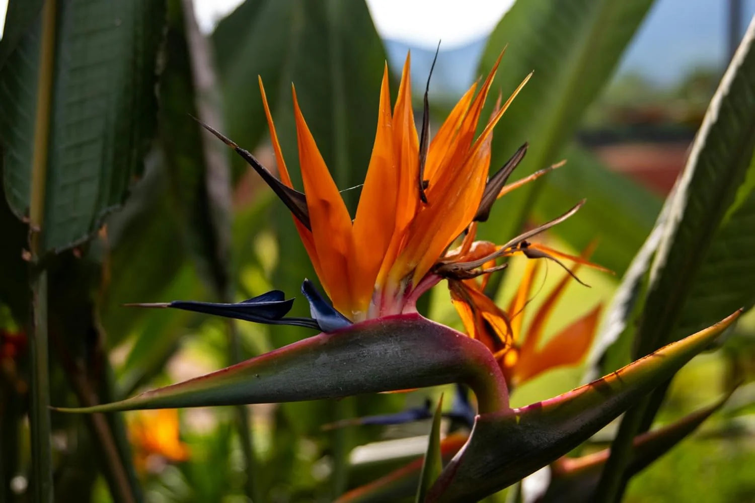 Exotic Tropical Strelitzia Flower Seeds
