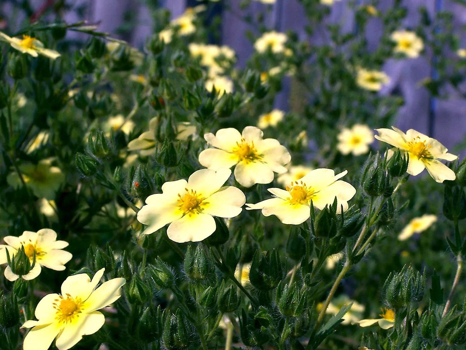 Yellow Cinquefoil Flower Seeds Planting