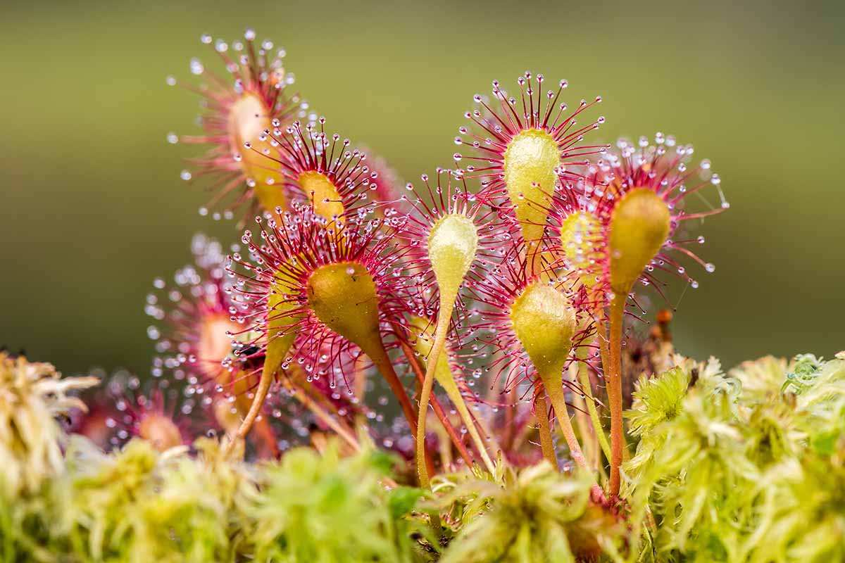 Sundew Plant Seeds Planting Red Yellow