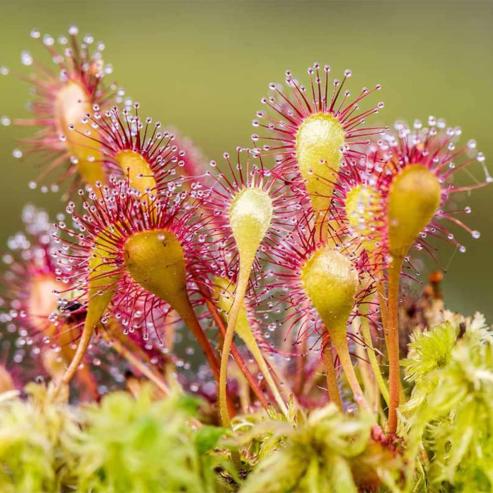 Non GMO Yellow Red Sundew seeds