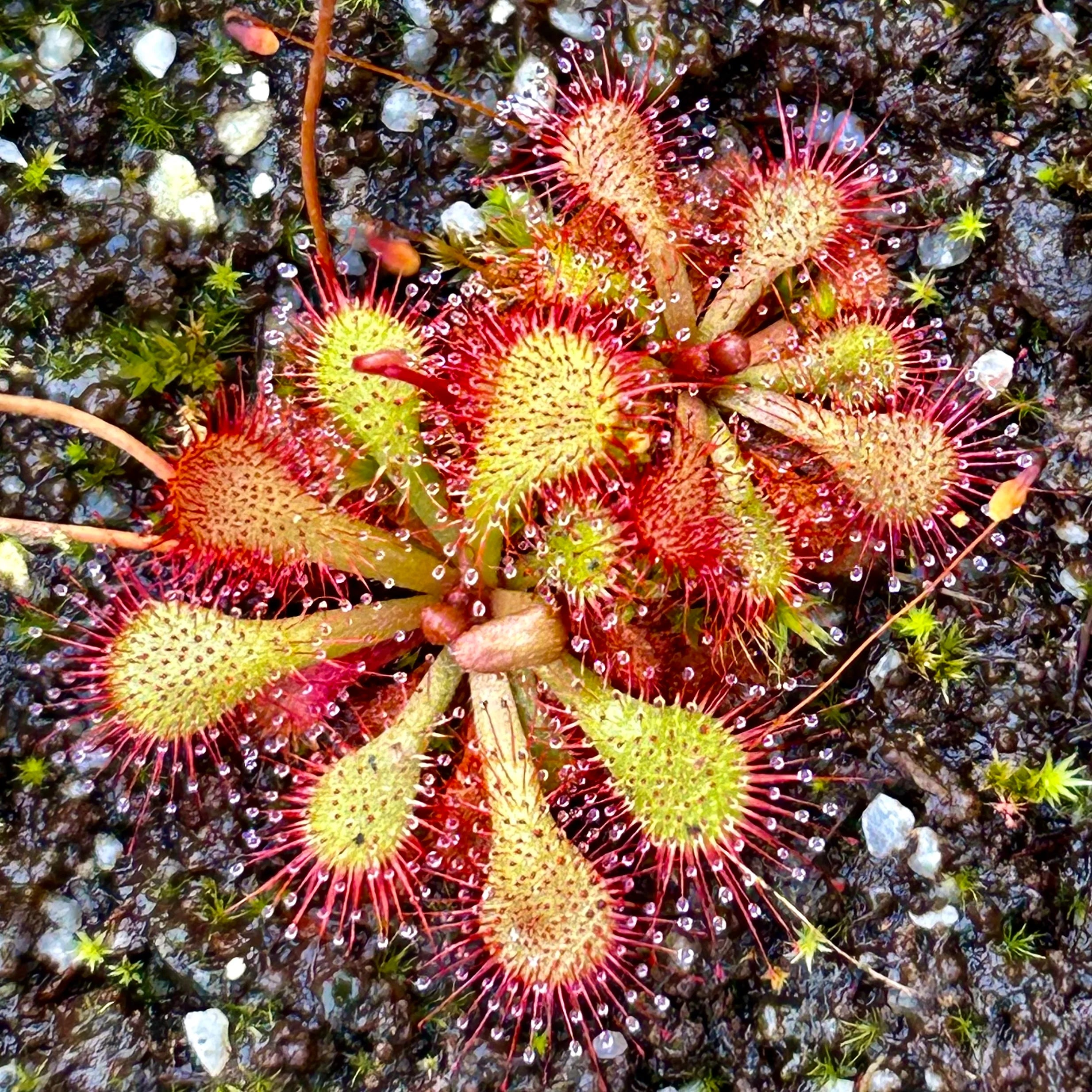 Yellow Red Sundew seeds for planting