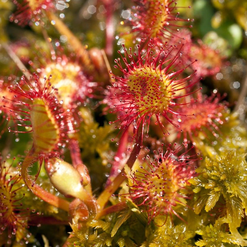 Yellow Red Sundew carnivorous plant seeds