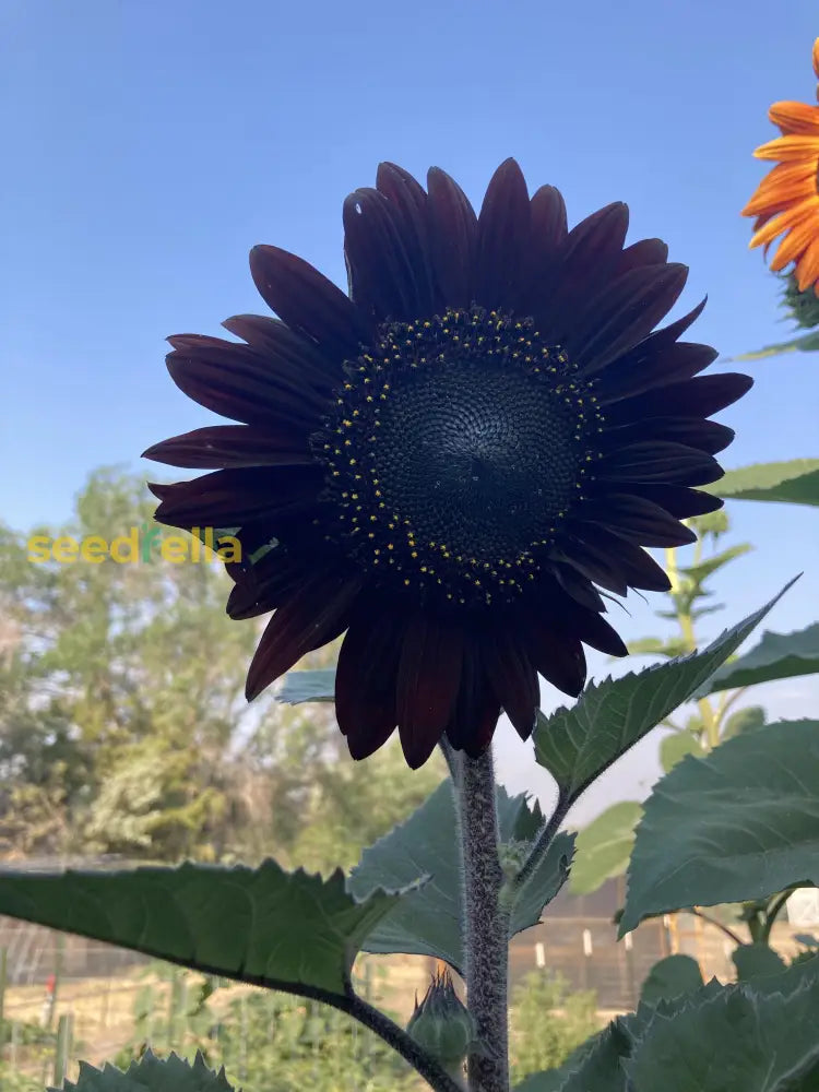 Black Giant Sunflower flowering seeds for gardens