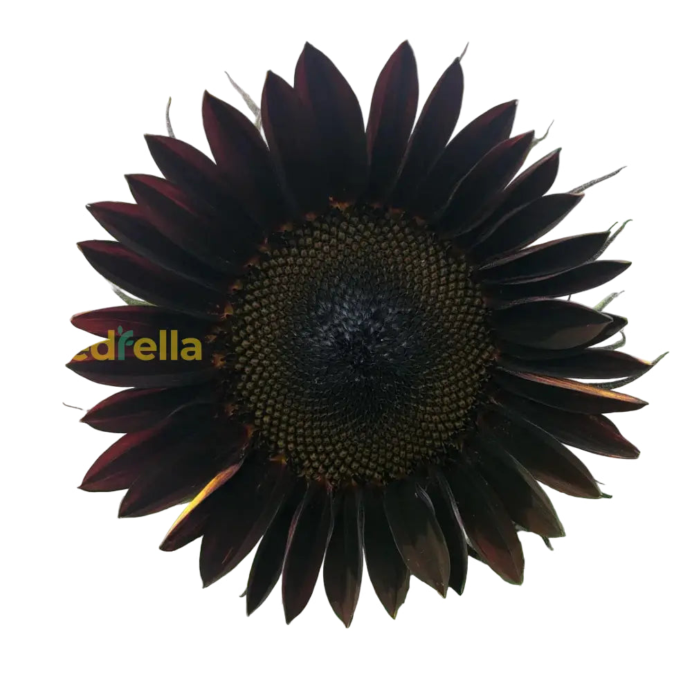 Black Giant Sunflower seeds for planting