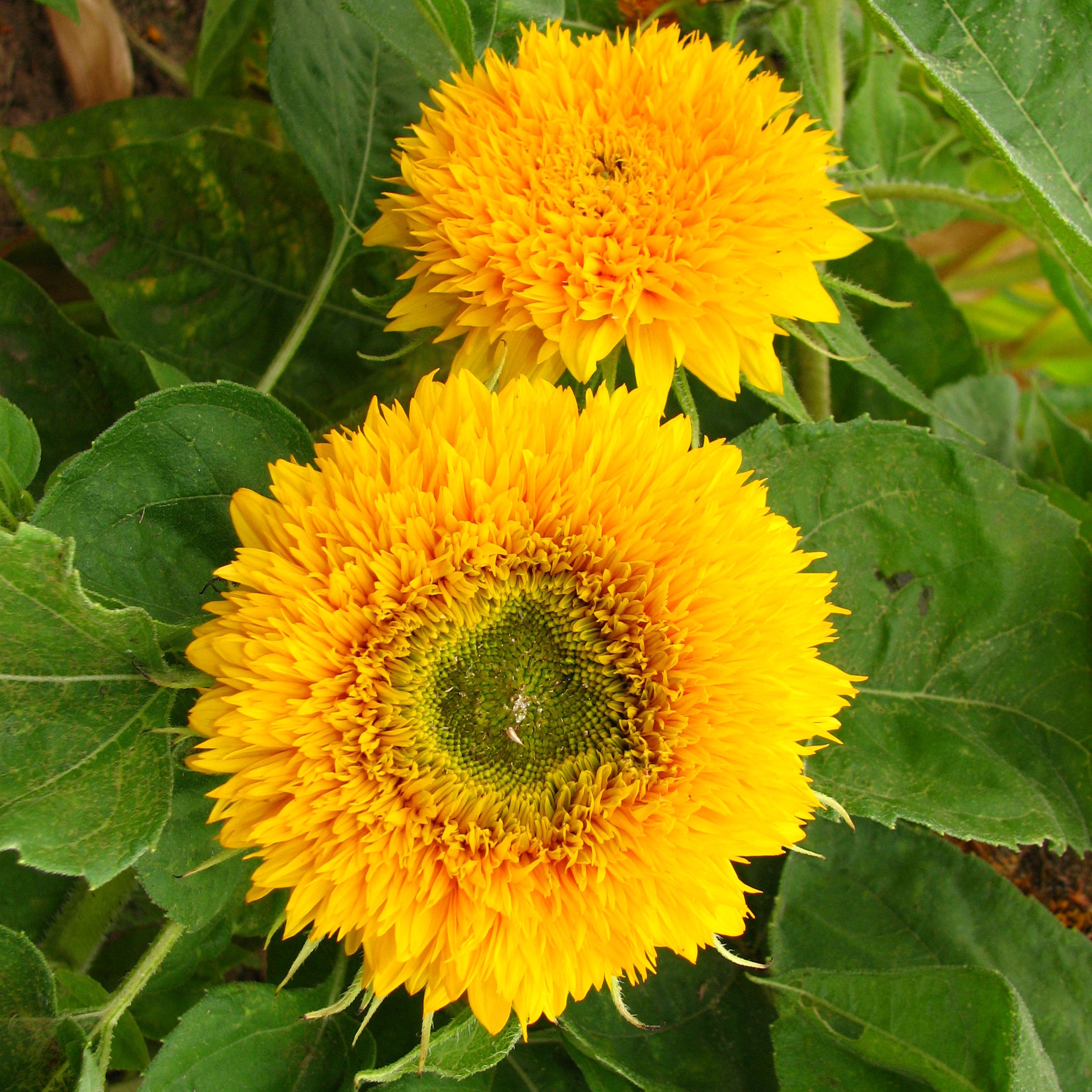 High germination yellow Teddy sunflower seeds