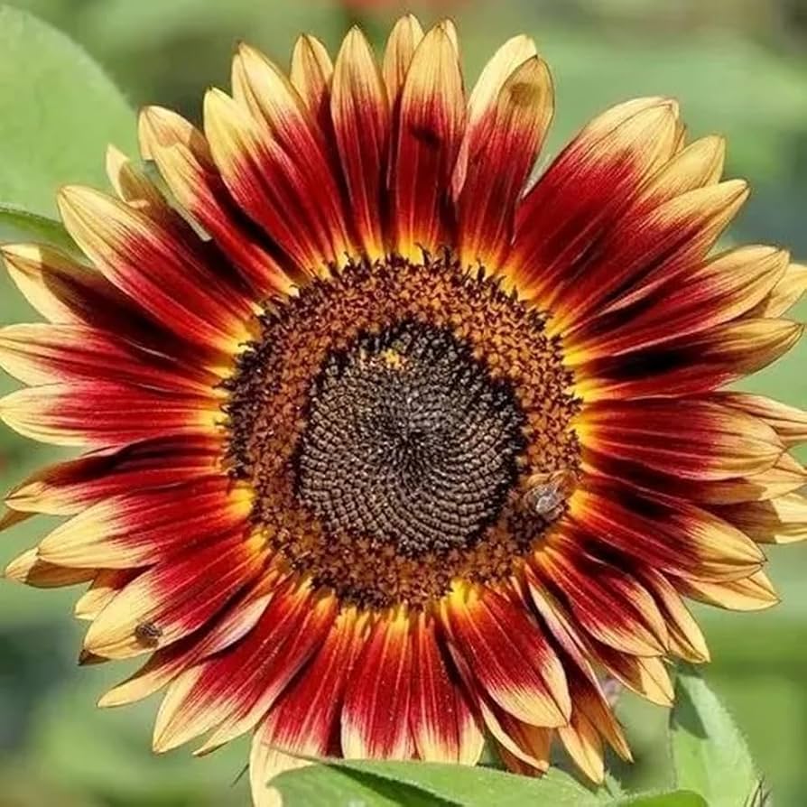 Mixed blanket sunflower flowering seeds for gardens