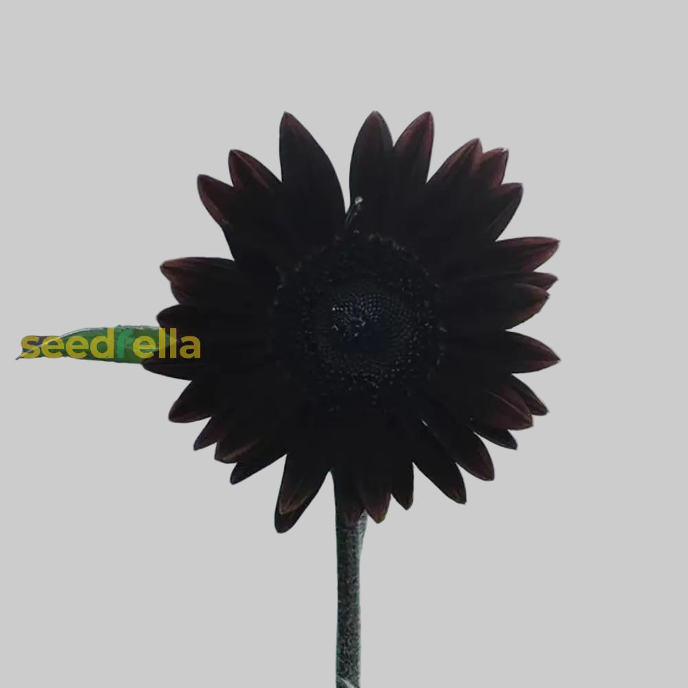 Non GMO Black Giant Sunflower seeds