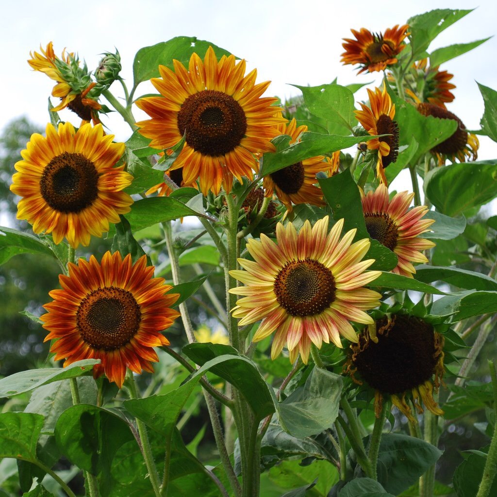 Non GMO brown sunflower seeds for gardening