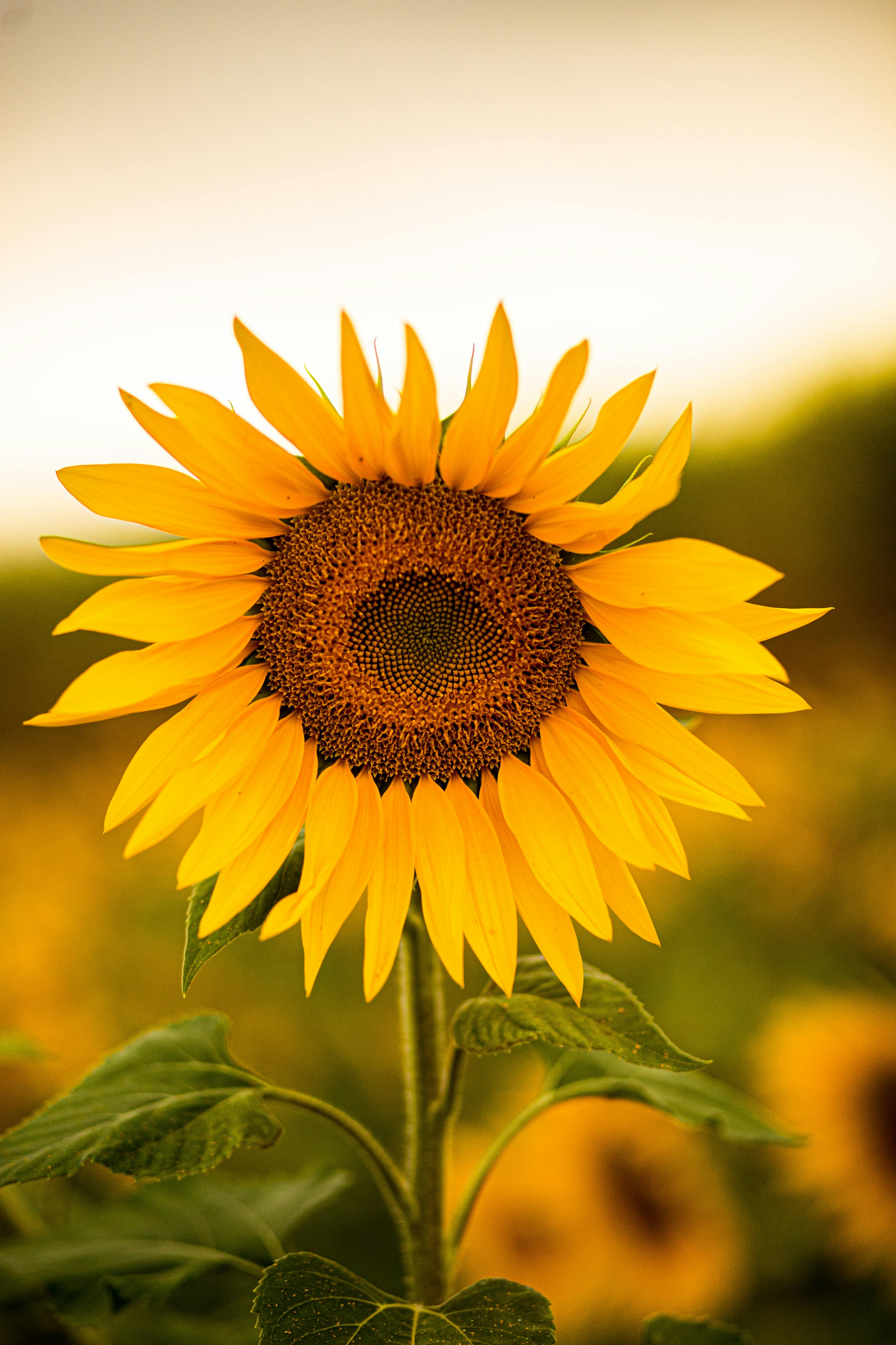 Ornamental Yellow Sunflower seeds for landscapes
