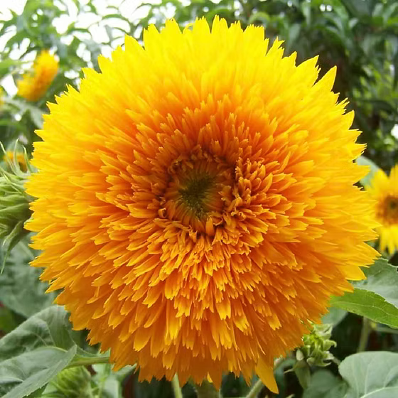 Ornamental yellow Teddy sunflower seeds for landscapes