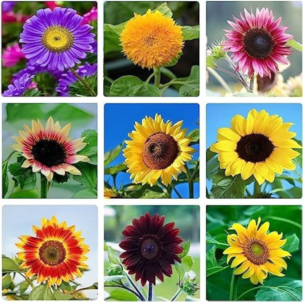 Mixed blanket sunflower seeds for planting