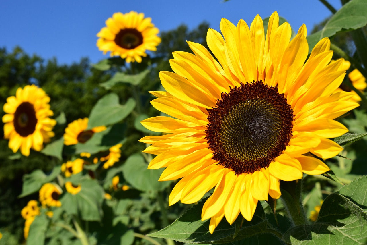 Yellow Sunflower seeds for planting