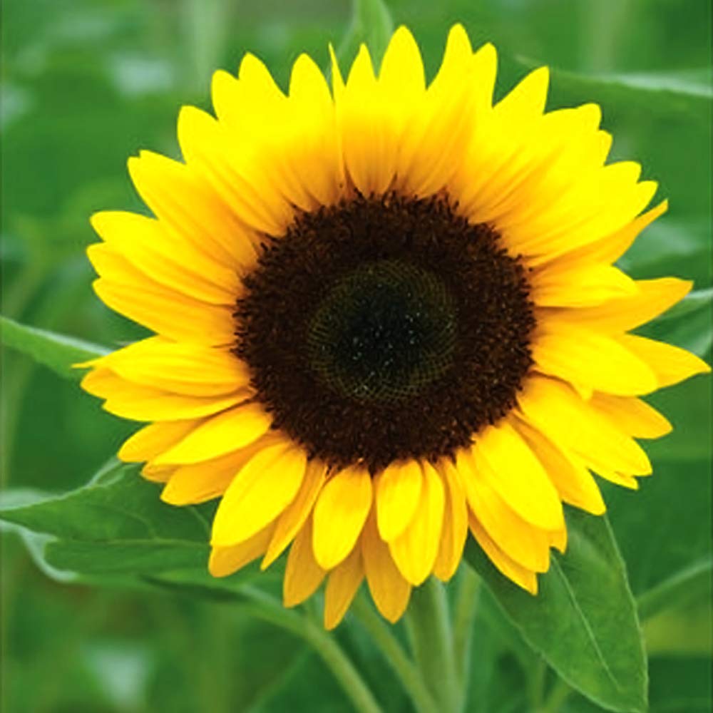 Yellow Sunflower flowering seeds for gardens