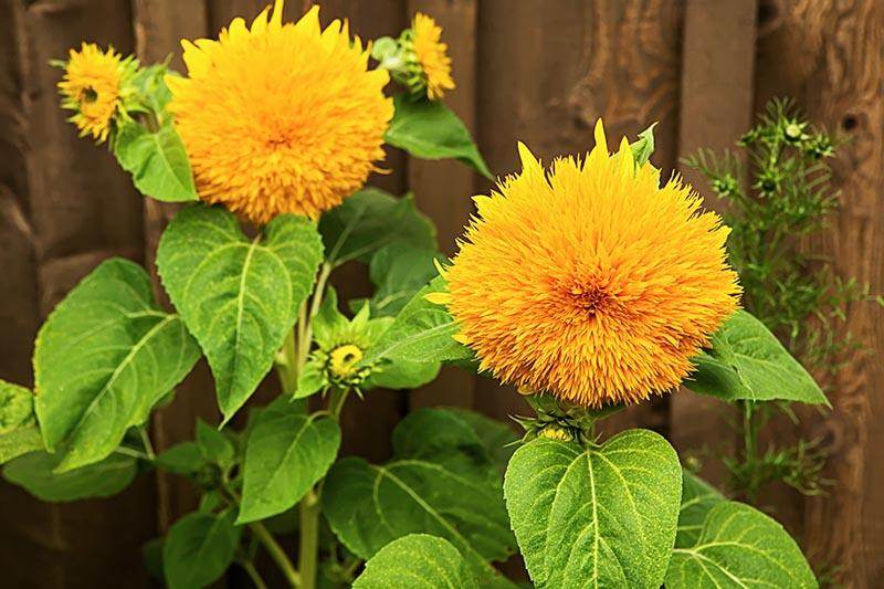 Yellow Teddy sunflower flowering seeds for gardens