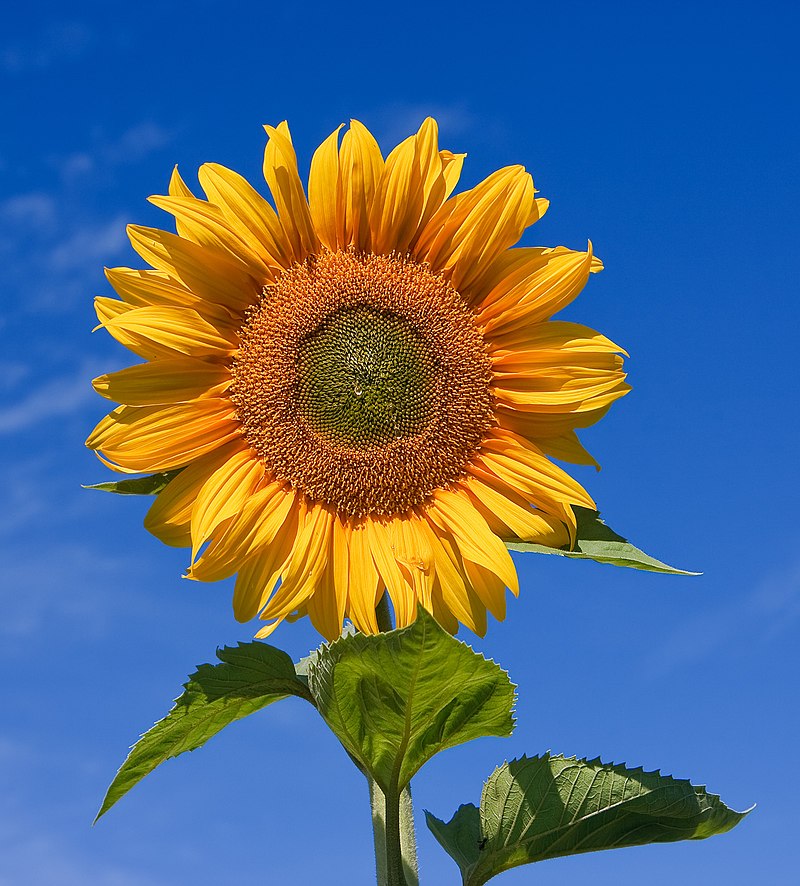 Yellow Helianthus Flower Seeds Planting Sunny