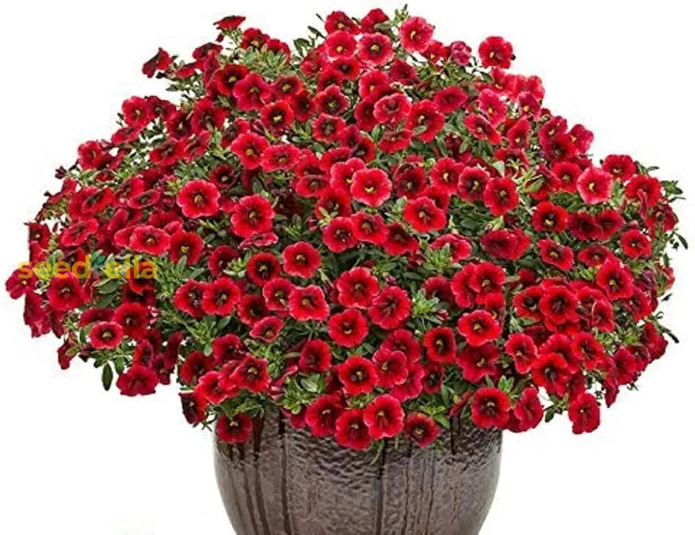 Non GMO mixed Superbells petunia seeds