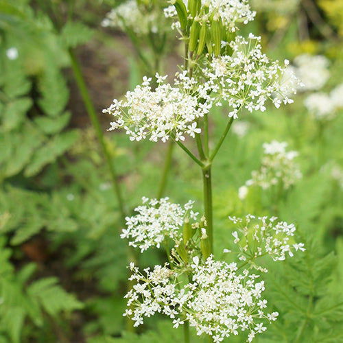 Sweet Cicely aromatic herbal plant