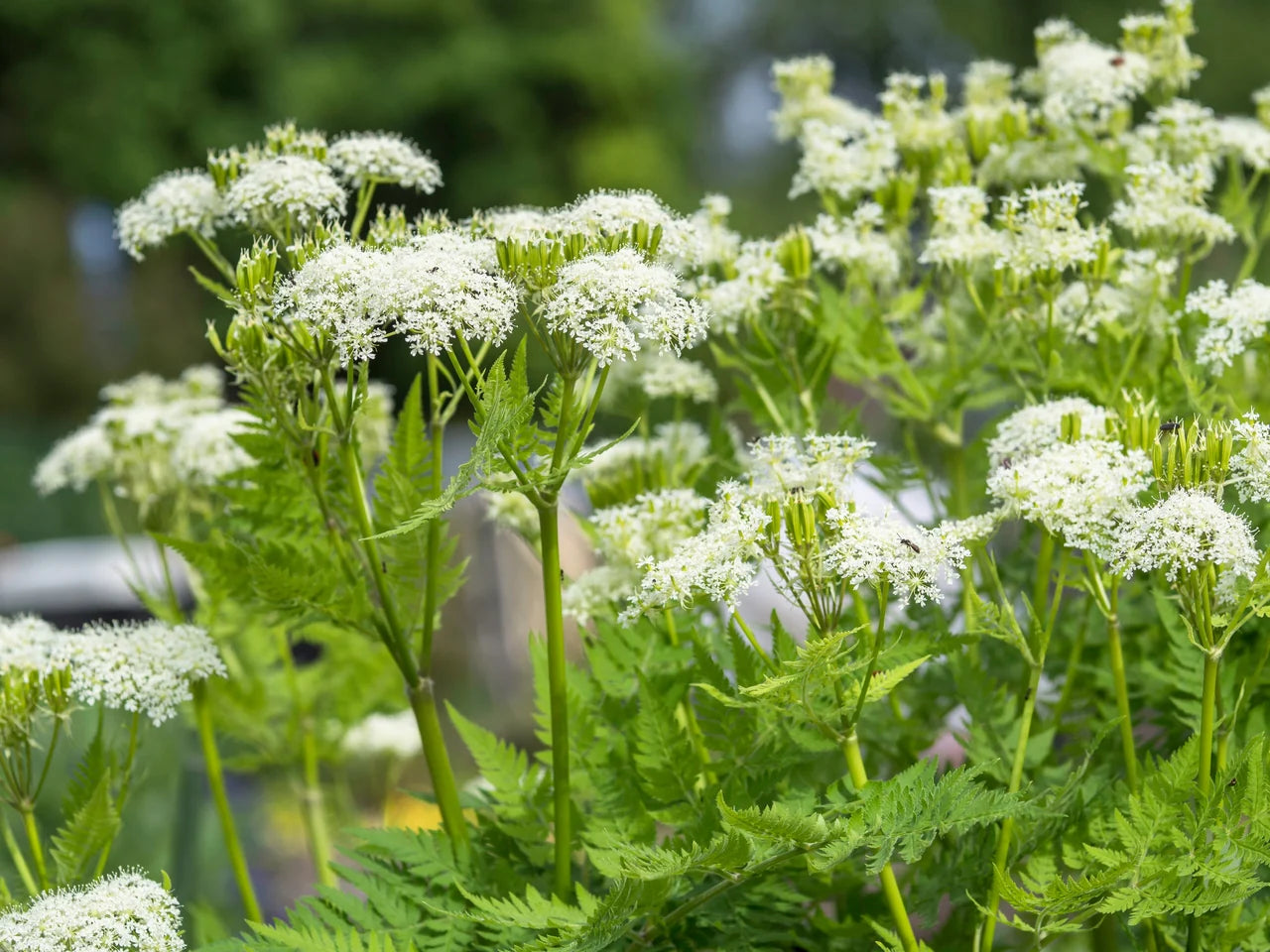 Non GMO Sweet Cicely seeds