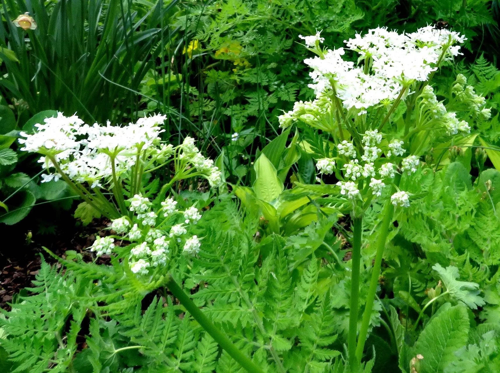Ornamental Sweet Cicely herb plant